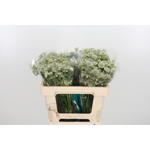 Astr Billion Star Xl