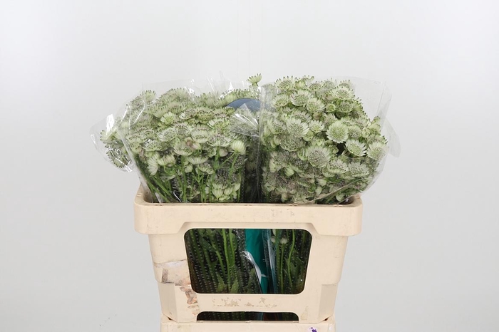 <h4>Astr Billion Star Xl</h4>