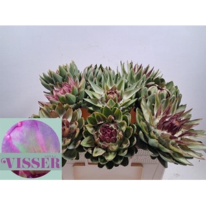 Cynara Sc Green Glob