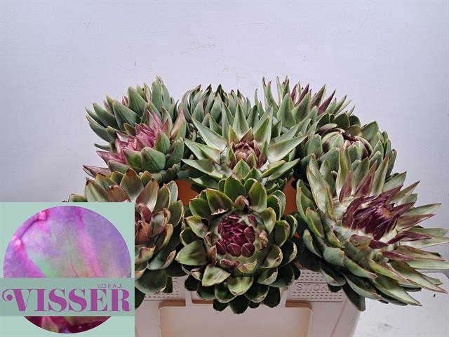 Cynara Sc Green Glob