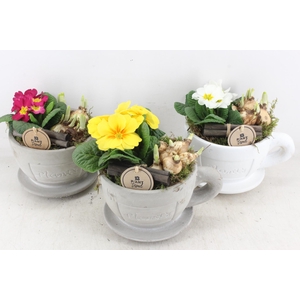 arr4 Primula PL - Kop en schotel