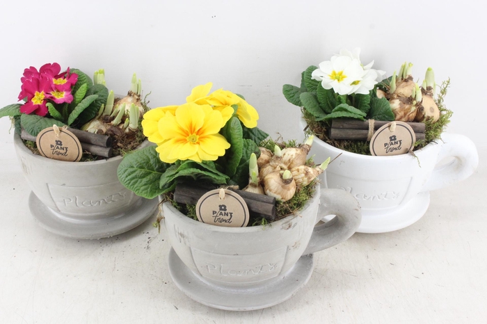 <h4>arr4 Primula PL - Kop en schotel</h4>