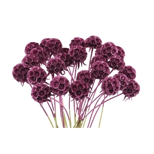 Scabiosa Klb Metallic Cerise