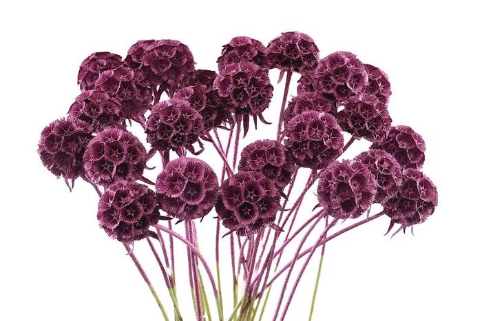 <h4>Scabiosa Klb Metallic Cerise</h4>