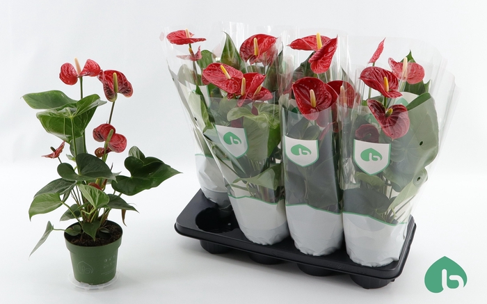 <h4>ANTHU AN MADURAL</h4>