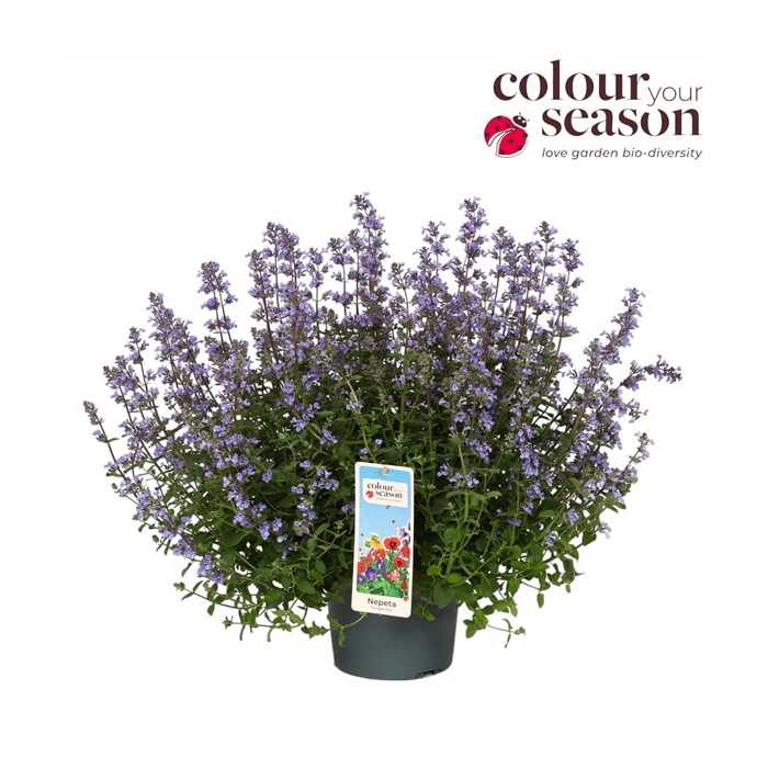 <h4>Nepeta Purrsian Blue P19</h4>
