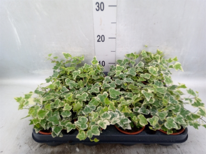 Hedera helix 'White Ripple'