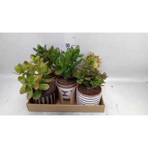 Succulents   ...