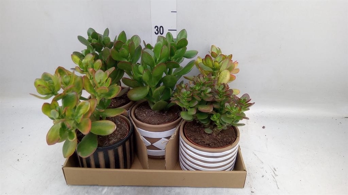 <h4>Succulents   ...</h4>