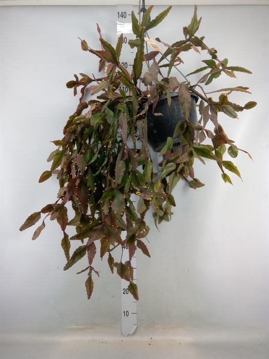 <h4>Rhipsalis elliptica</h4>