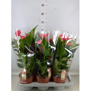 Anthurium andr. 'Melito'