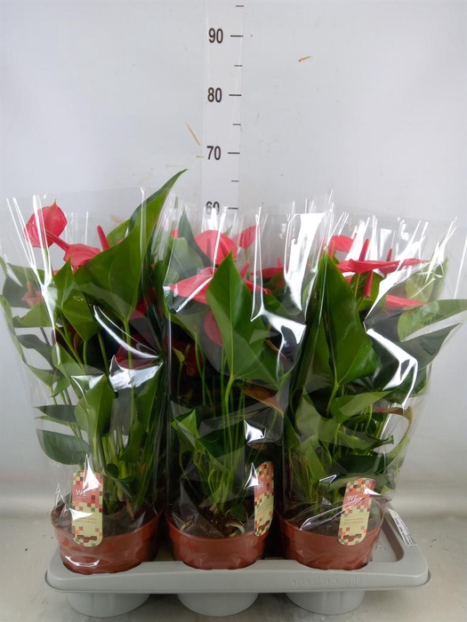 <h4>Anthurium andr. 'Melito'</h4>