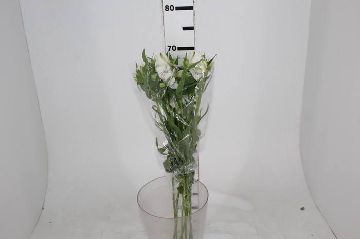 <h4>ALSTROEMERIA AKEMI 080 CM</h4>