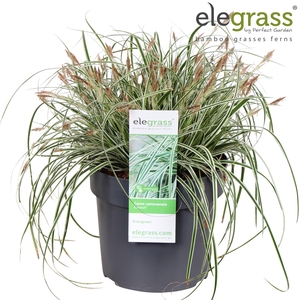 Carex oshimensis 'Everest' P19