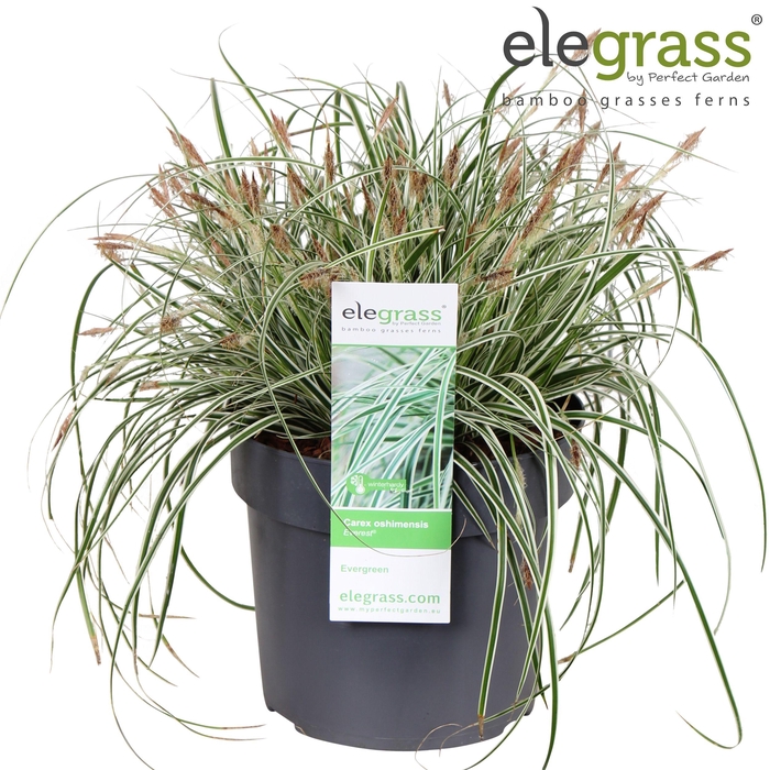 <h4>Carex oshimensis 'Everest' P19</h4>