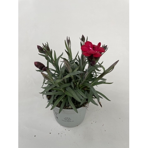 Dianthus Carmen p9
