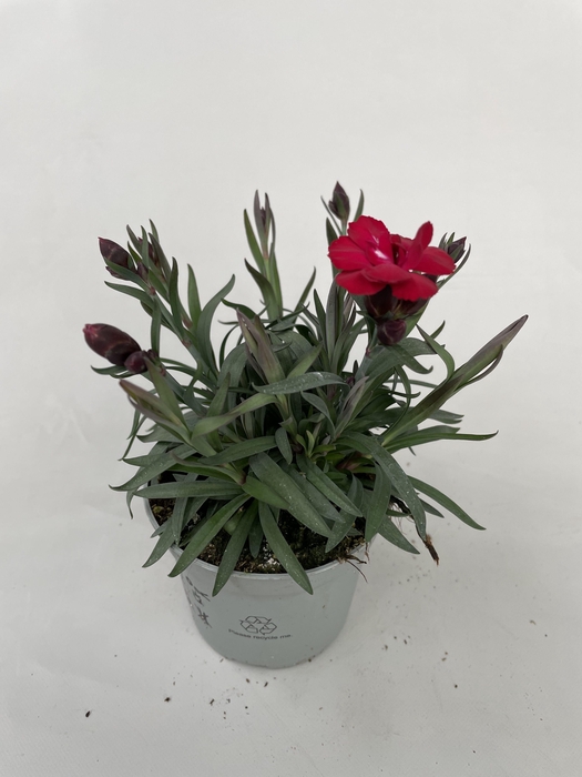 <h4>Dianthus Carmen p9</h4>