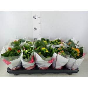 Kalanchoe blos.   ..mix 5