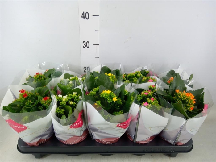 <h4>Kalanchoe blos.   ..mix 5</h4>