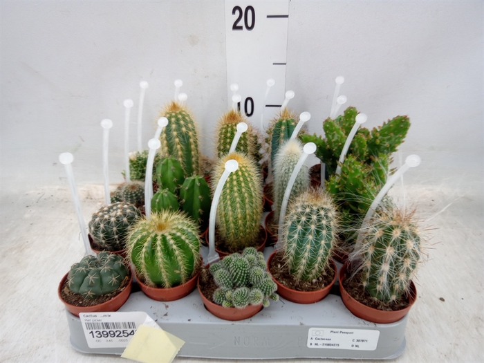 <h4>Cactus   ...mix</h4>