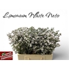 Lim Casp White Neto