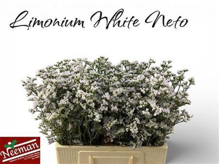 Lim Casp White Neto