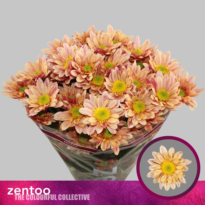 <h4>Chrysanthemum Indicum Grp tros Serenity Sweet Peach</h4>