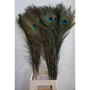 PAUWENVEREN H Naturel 110 Cm x50