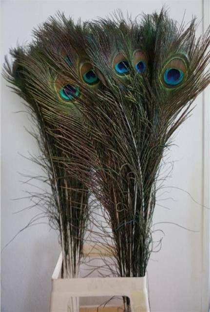 <h4>PAUWENVEREN H Naturel 110 Cm x50</h4>