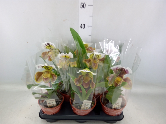 <h4>Paphiopedilum american hybride mix</h4>