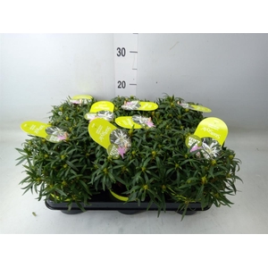 Rhododendron sim. 'Star Style Whit'