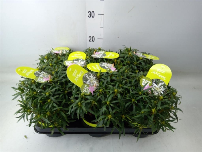 <h4>Rhododendron sim. 'Star Style Whit'</h4>