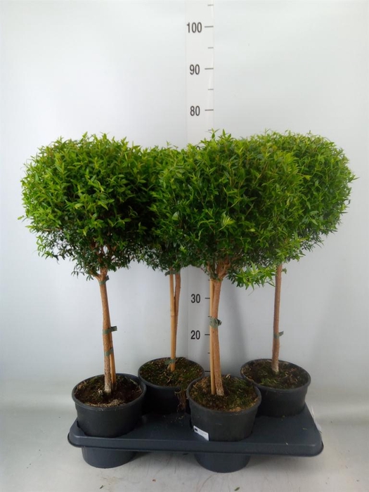 <h4>Myrtus communis</h4>