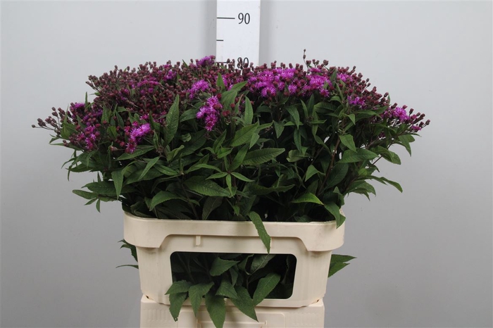 <h4>Vernonia Crinita</h4>