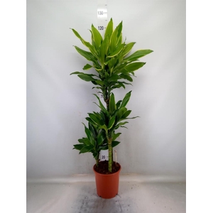 Dracaena frag. 'Golden Coast'