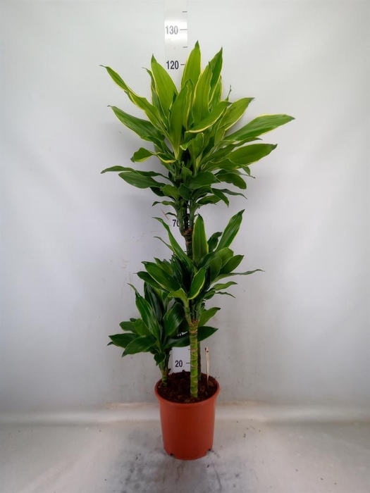 <h4>Dracaena frag. 'Golden Coast'</h4>