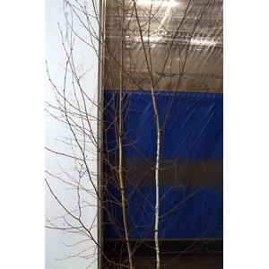 Berkenboom Vers Vertakt 240cm Pst