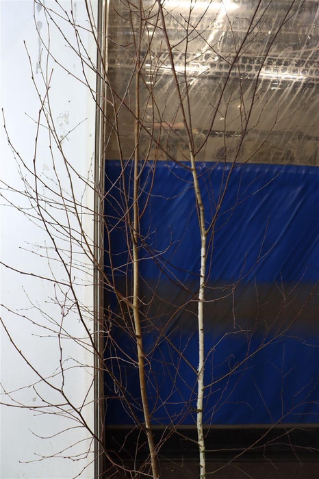 <h4>Berkenboom Vers Vertakt 240cm Pst</h4>