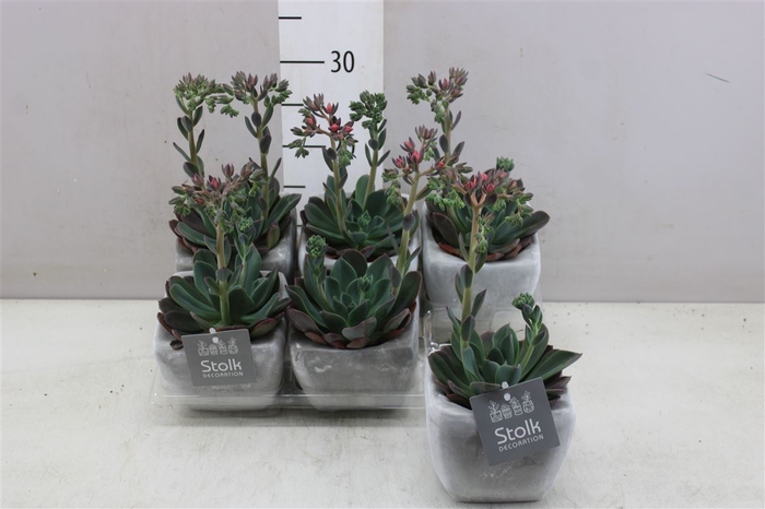 <h4>Echeveria Blue Princes In Stone Keramiek</h4>