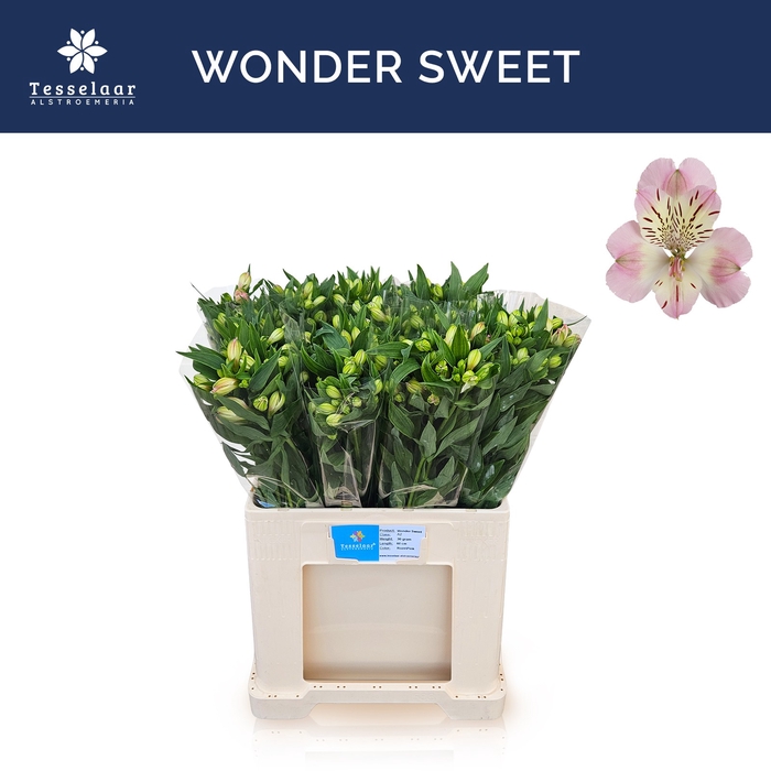 <h4>ALSTR WONDER SWEET</h4>