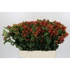 Hypericum Magical Triumph