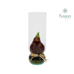 Green BottleAngelica Large met Amaryllis