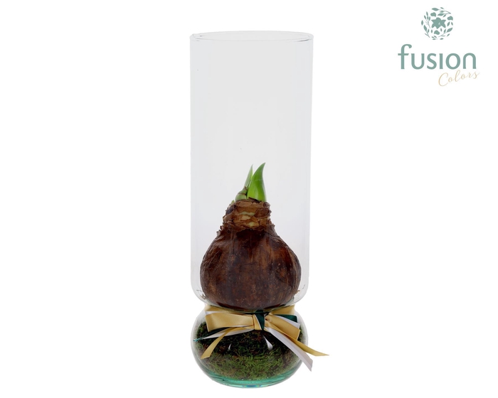 <h4>Green BottleAngelica Large met Amaryllis</h4>