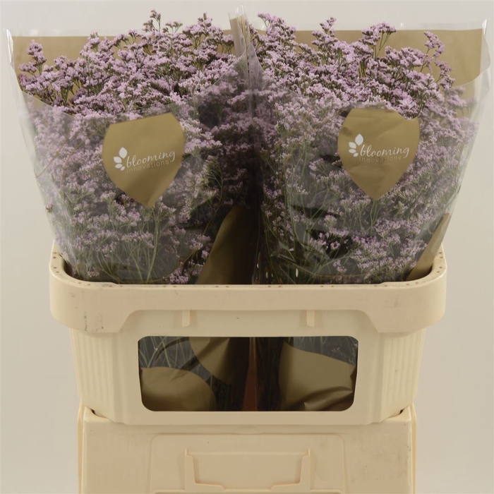 Limonium Safora Oshi Pink | Heavy Quality