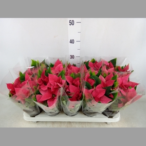 Euphorbia pulc. 'Mars Pink'