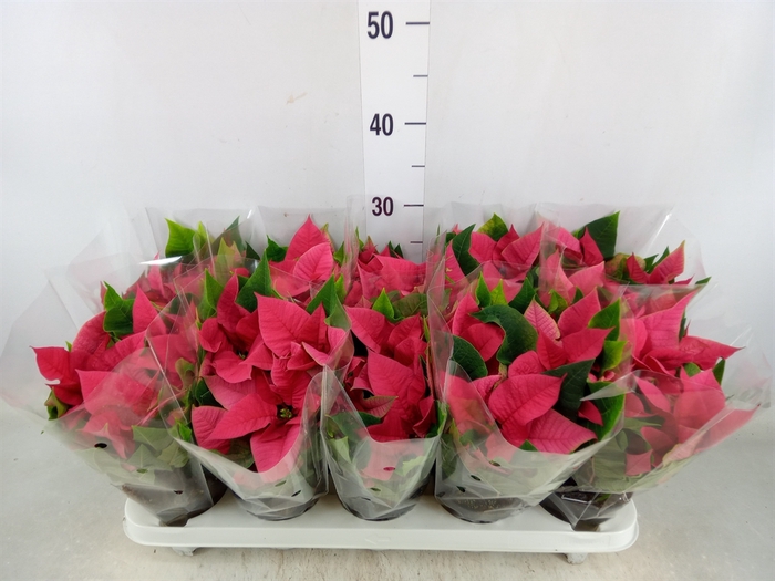 <h4>Euphorbia pulc. 'Mars Pink'</h4>