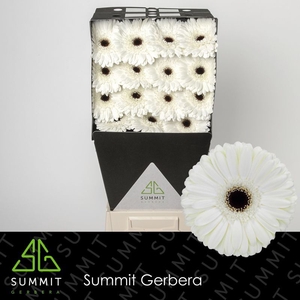 Gerbera Owen Diamond