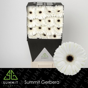 Gerbera Owen Diamond per kaart