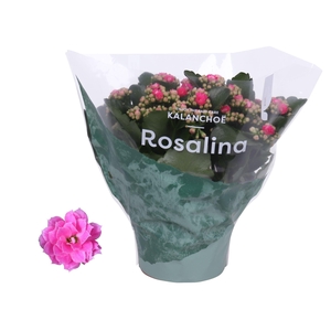 Kalanchoe Rosalina Don Nando 15cm