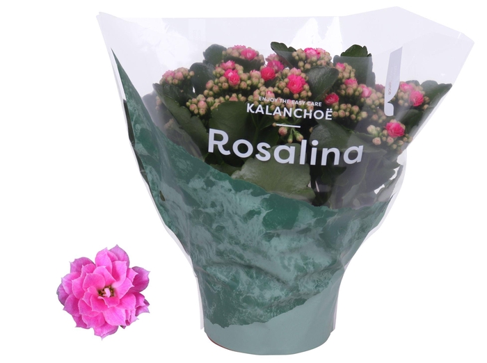 <h4>Kalanchoe Rosalina Don Nando 15cm</h4>